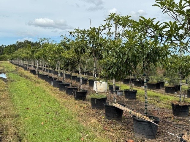 eriobotrya-japonica-loquat-edible-japanese-plum