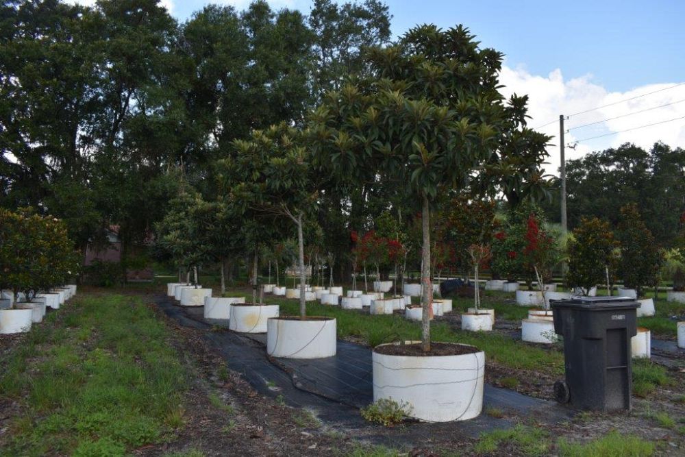 eriobotrya-japonica-loquat-edible-japanese-plum