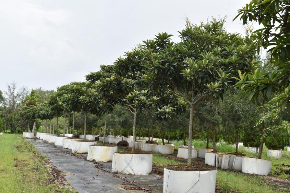 eriobotrya-japonica-loquat-edible-japanese-plum