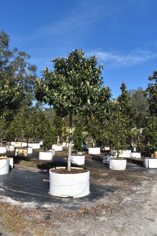 eriobotrya-japonica-loquat-edible-japanese-plum