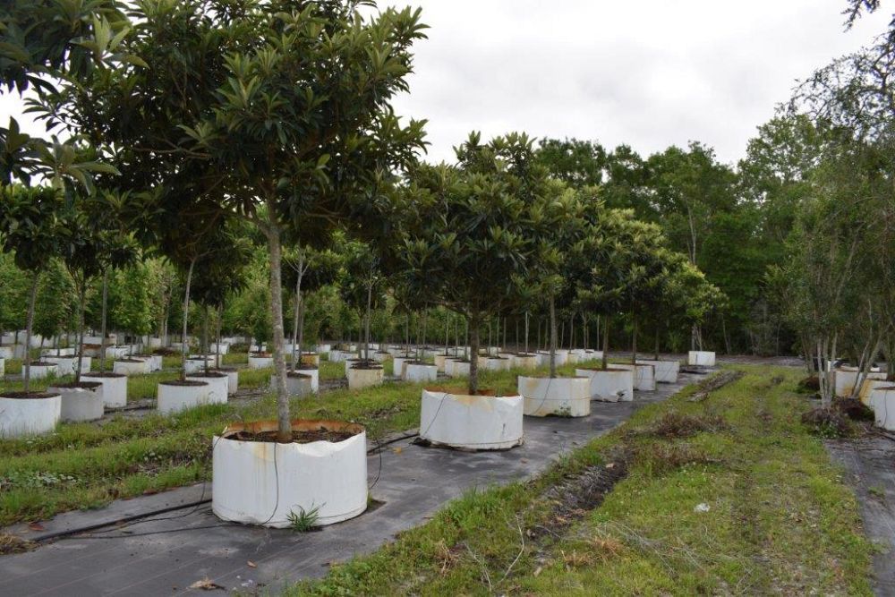 eriobotrya-japonica-loquat-edible-japanese-plum