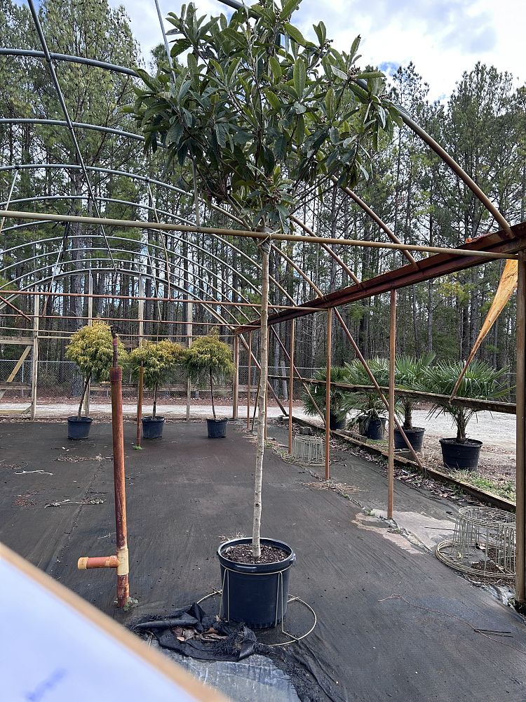 eriobotrya-japonica-loquat-edible-japanese-plum
