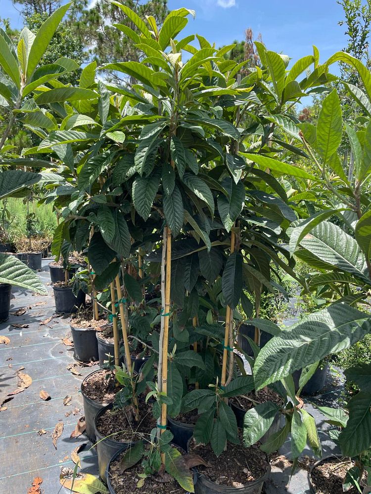 eriobotrya-japonica-loquat-edible-japanese-plum