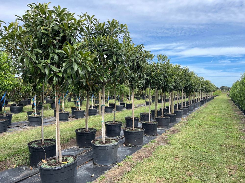 eriobotrya-japonica-loquat-edible-japanese-plum