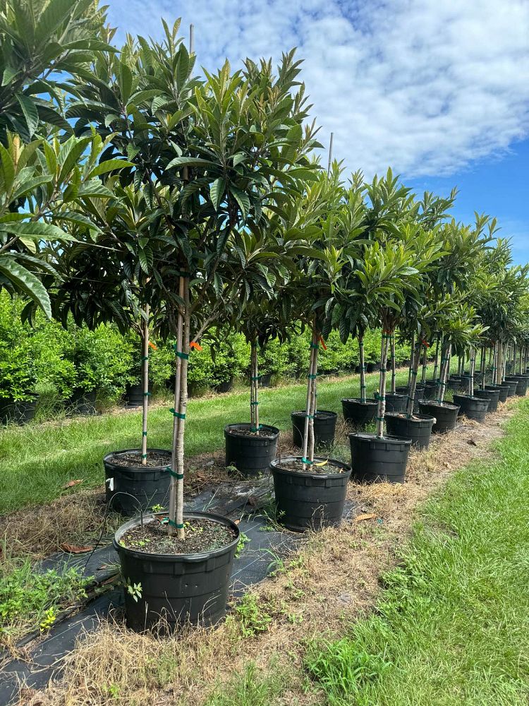 eriobotrya-japonica-loquat-edible-japanese-plum