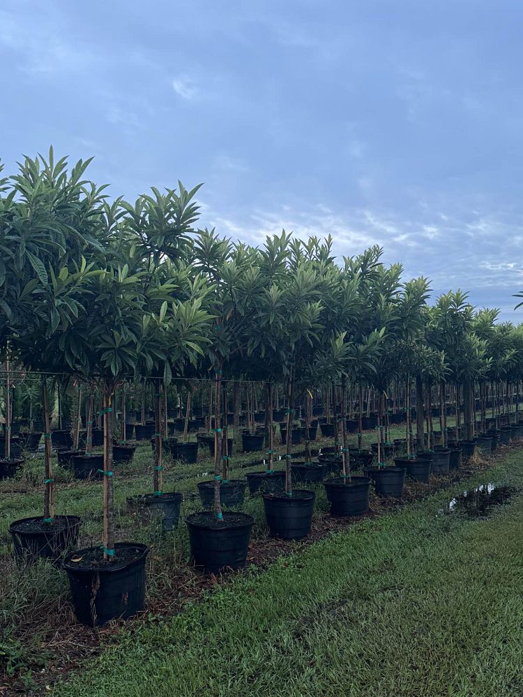 eriobotrya-japonica-loquat-edible-japanese-plum