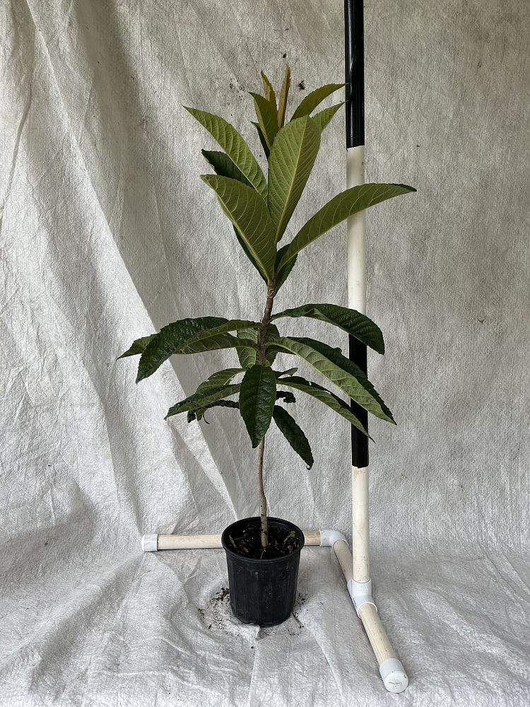 eriobotrya-japonica-loquat-edible-japanese-plum