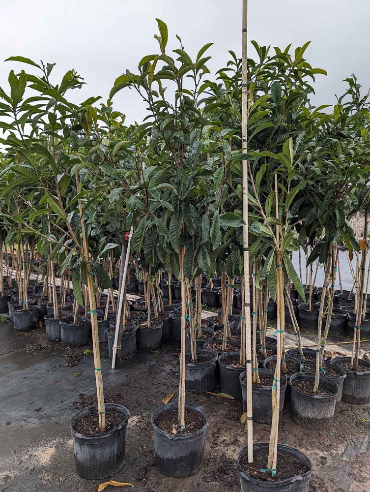 eriobotrya-japonica-loquat-edible-japanese-plum
