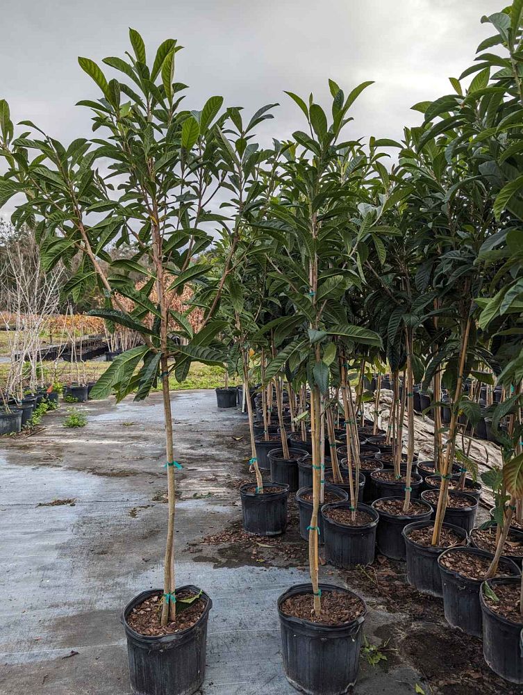eriobotrya-japonica-loquat-edible-japanese-plum