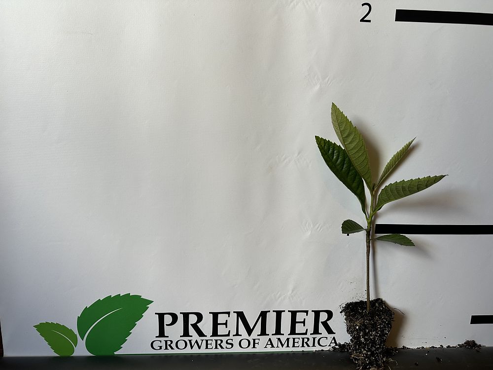 eriobotrya-japonica-loquat-edible-japanese-plum