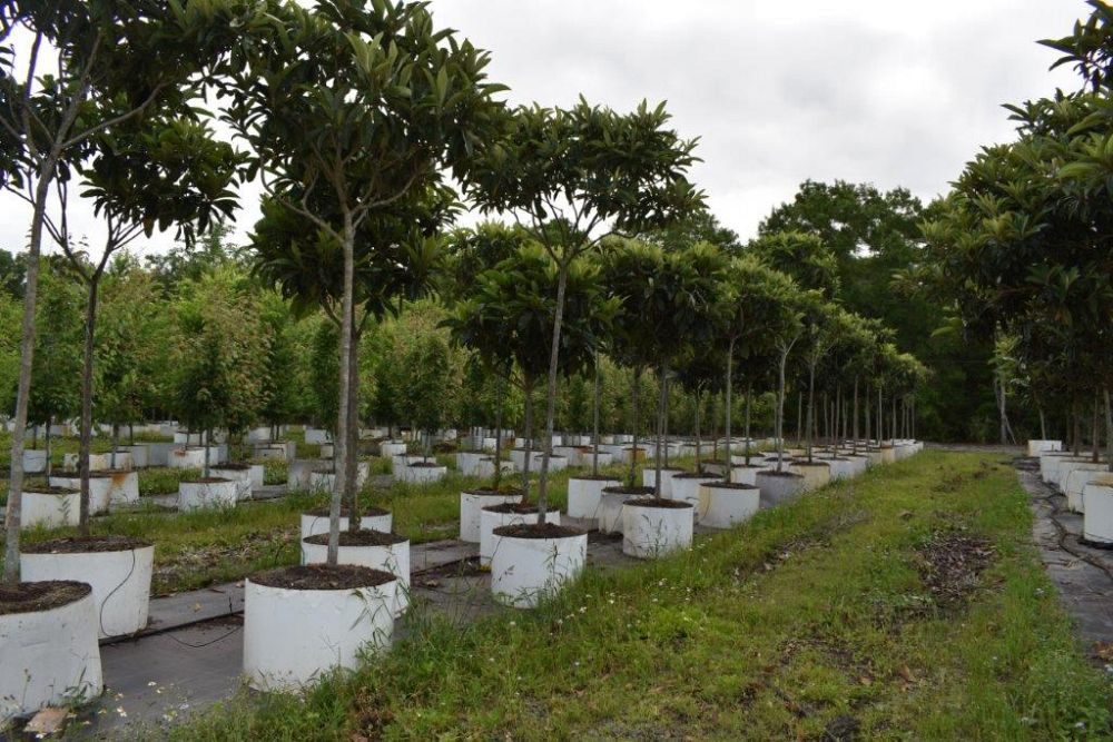 eriobotrya-japonica-loquat-edible-japanese-plum