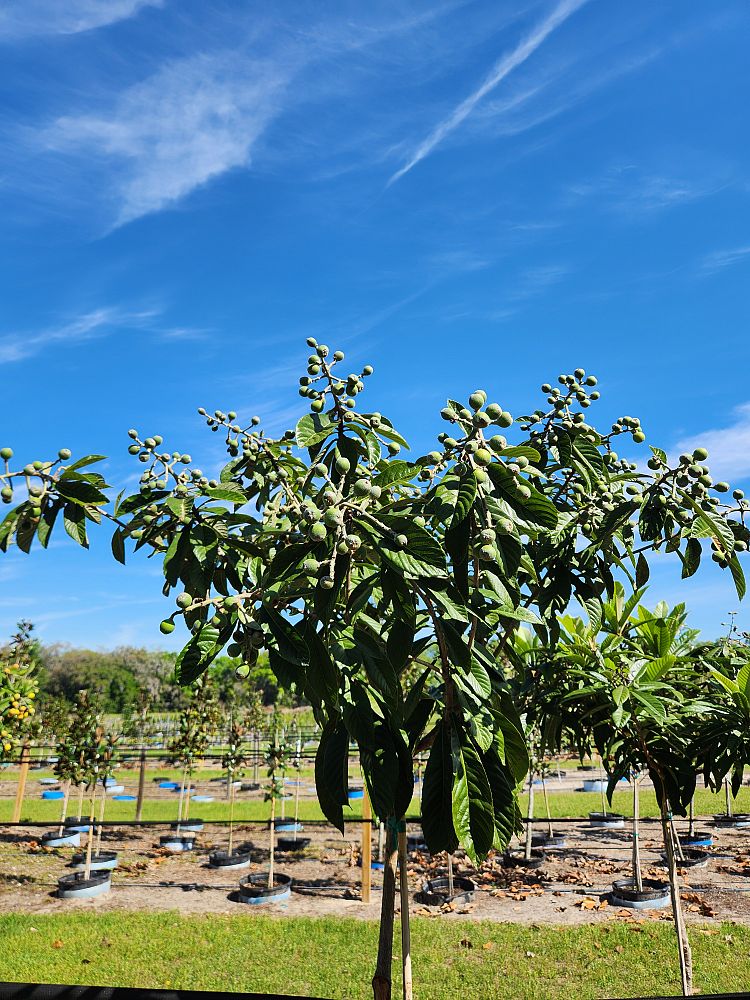 eriobotrya-japonica-loquat-edible-japanese-plum