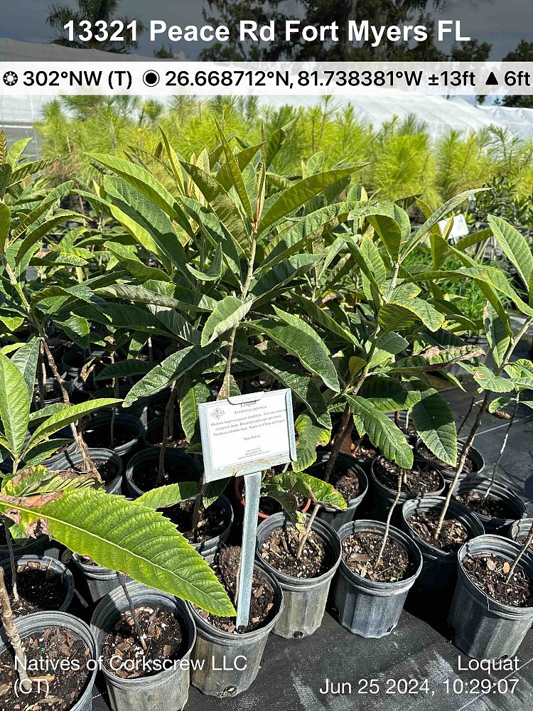 eriobotrya-japonica-loquat-edible-japanese-plum