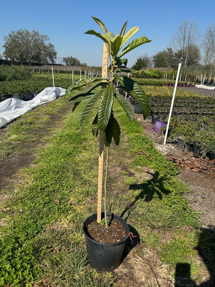 eriobotrya-japonica-loquat-edible-japanese-plum