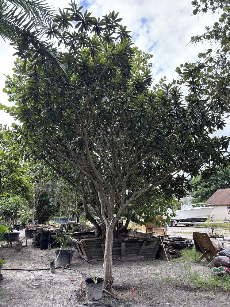 eriobotrya-japonica-loquat-edible-japanese-plum