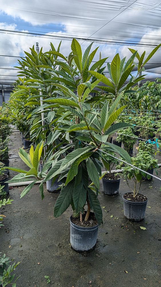eriobotrya-japonica-loquat-edible-japanese-plum