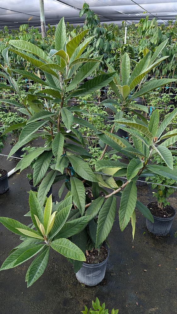 eriobotrya-japonica-loquat-edible-japanese-plum