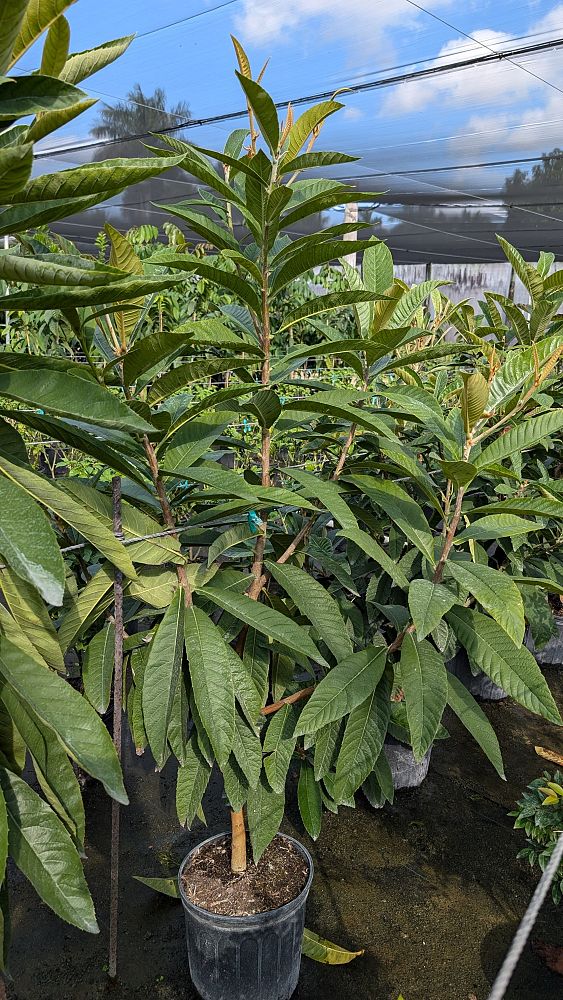 eriobotrya-japonica-loquat-edible-japanese-plum