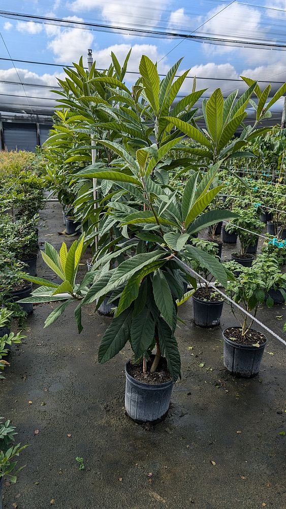 eriobotrya-japonica-loquat-edible-japanese-plum