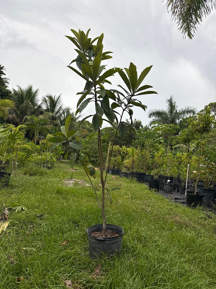 eriobotrya-japonica-loquat-edible-japanese-plum