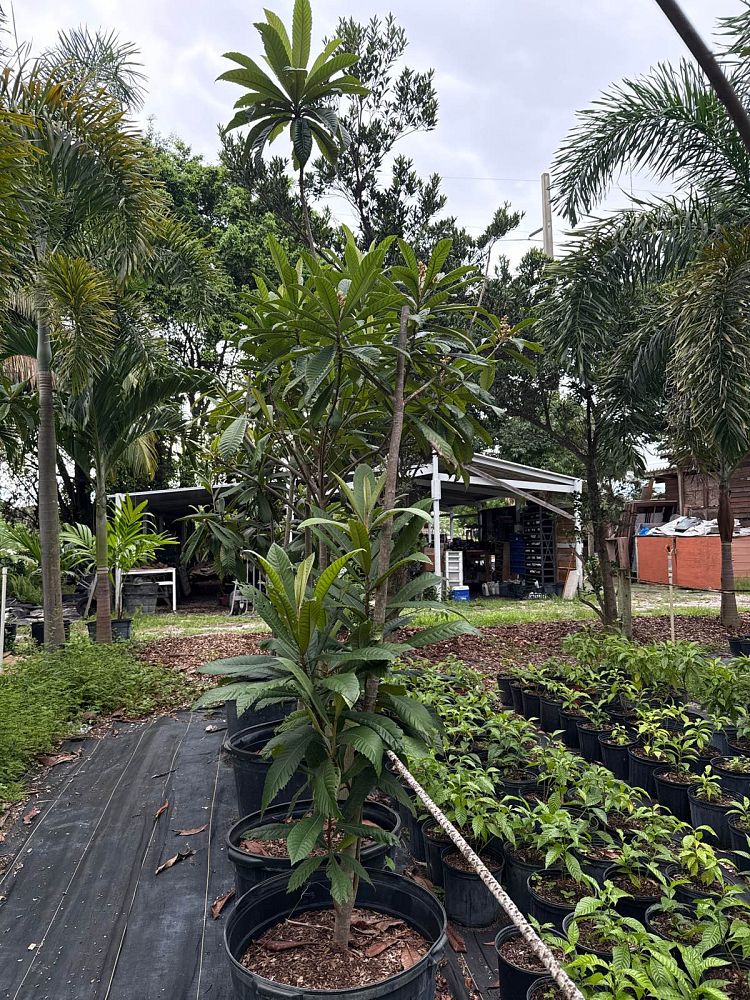 eriobotrya-japonica-loquat-edible-japanese-plum