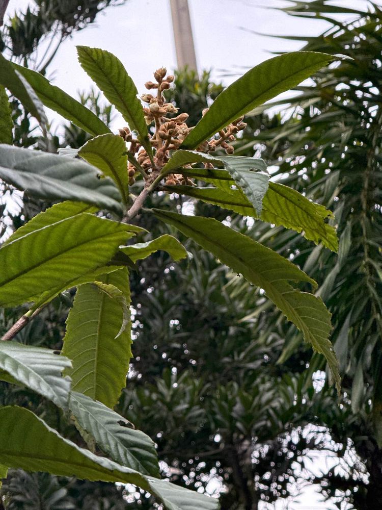 eriobotrya-japonica-loquat-edible-japanese-plum
