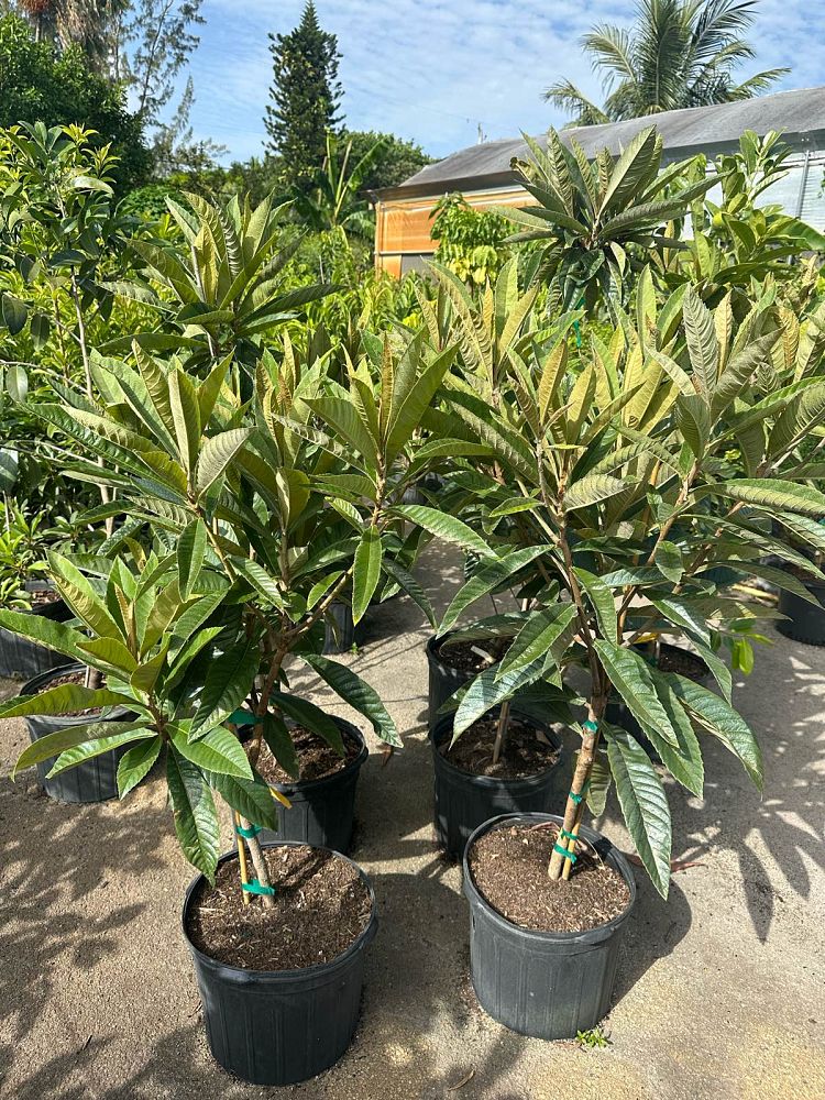 eriobotrya-japonica-loquat-edible-japanese-plum