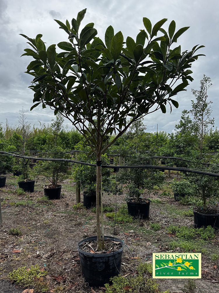 eriobotrya-japonica-loquat-edible-japanese-plum