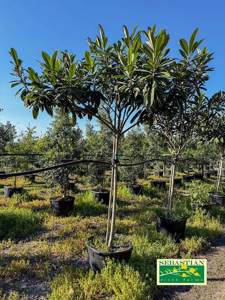 eriobotrya-japonica-loquat-edible-japanese-plum