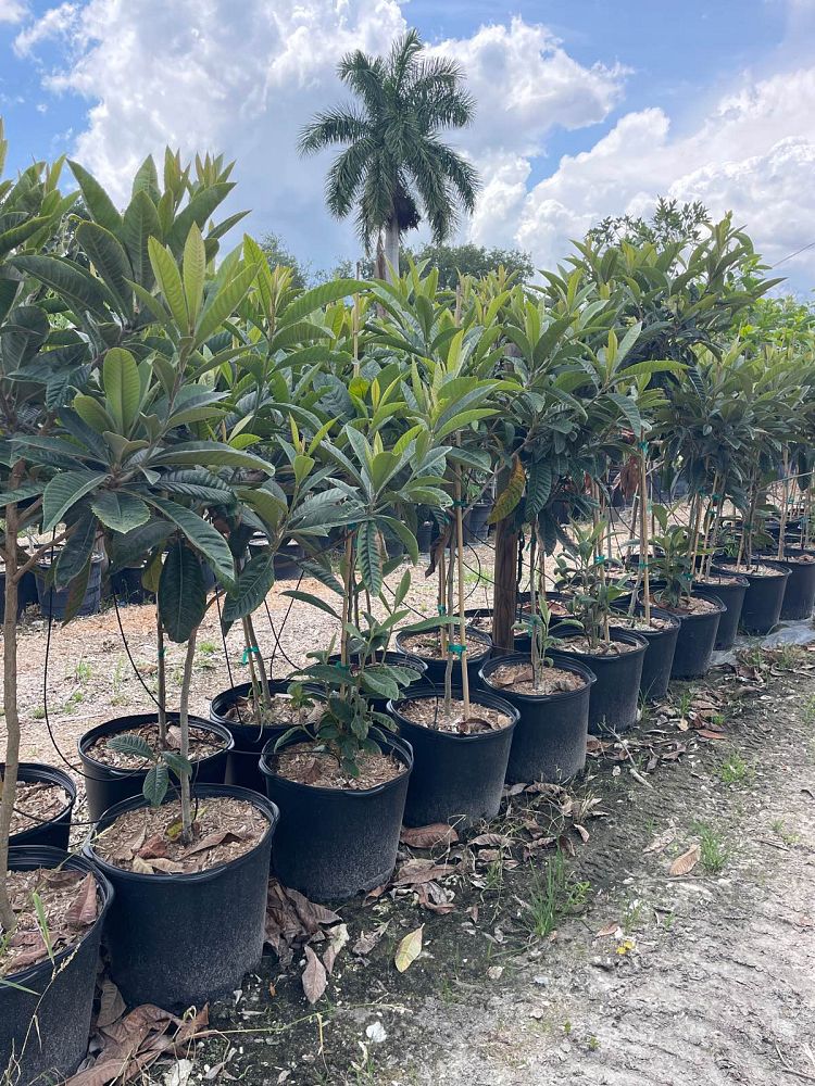 eriobotrya-japonica-loquat-edible-japanese-plum