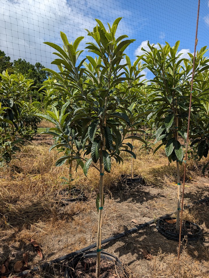 eriobotrya-japonica-loquat-edible-japanese-plum