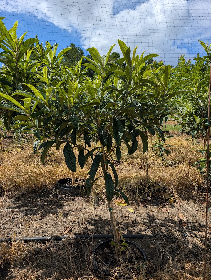 eriobotrya-japonica-loquat-edible-japanese-plum