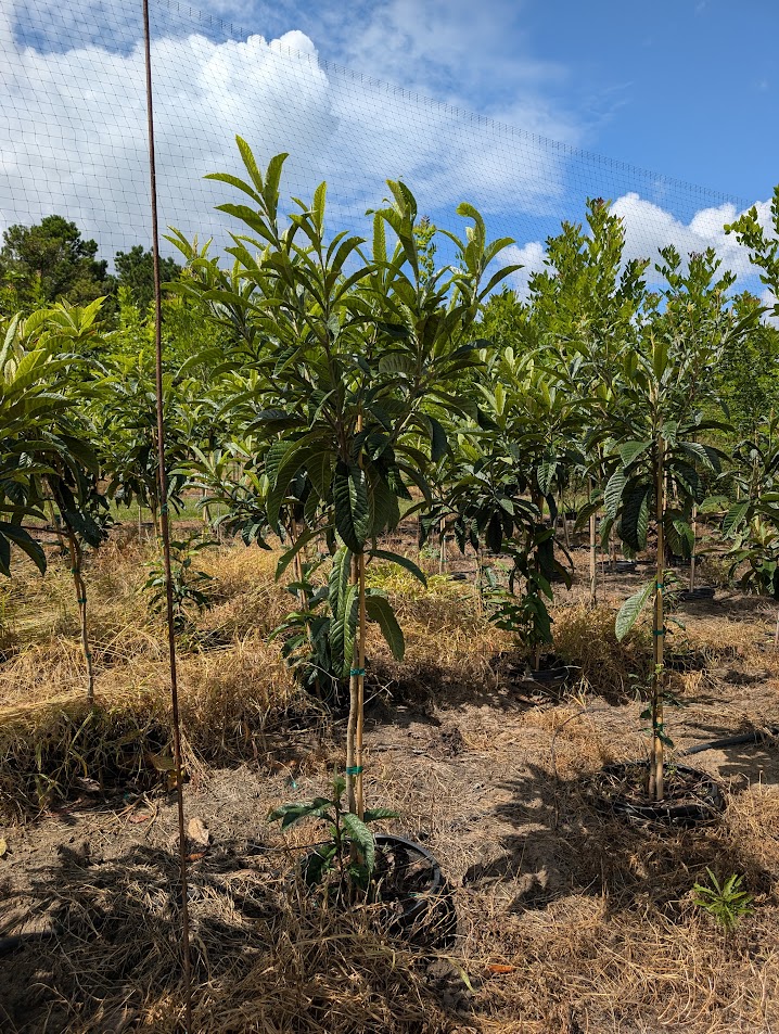 eriobotrya-japonica-loquat-edible-japanese-plum