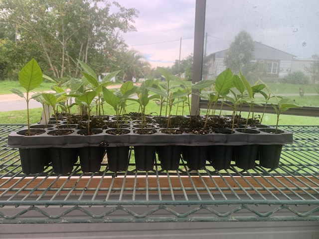eriobotrya-japonica-loquat-edible-japanese-plum
