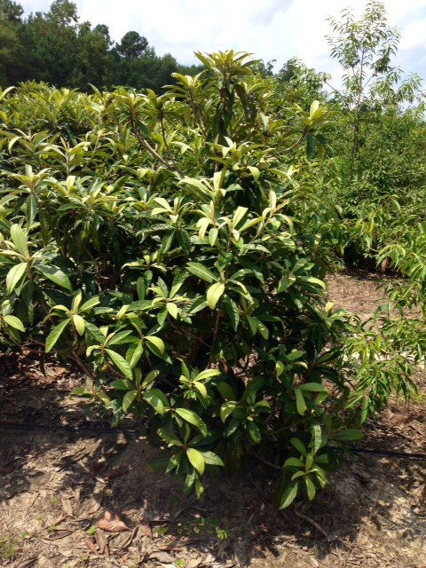 eriobotrya-loquat