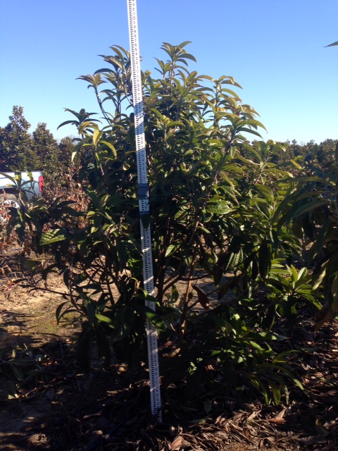 eriobotrya-loquat