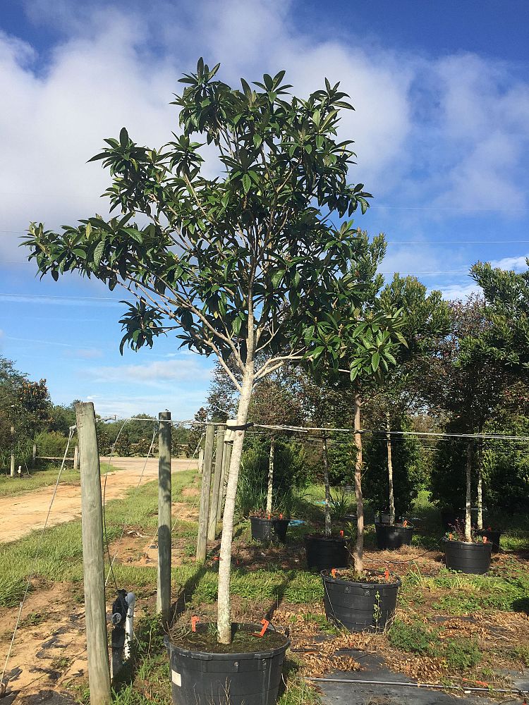eriobotrya-loquat