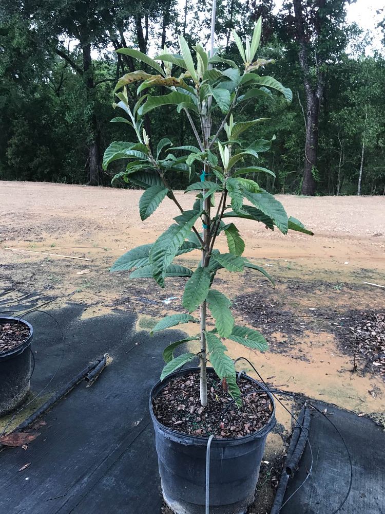 eriobotrya-loquat