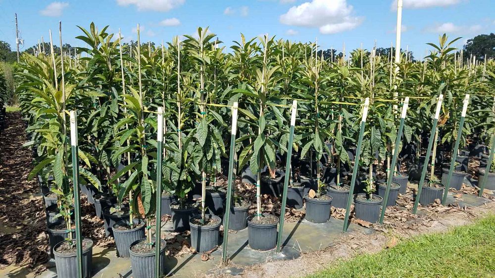 eriobotrya-loquat