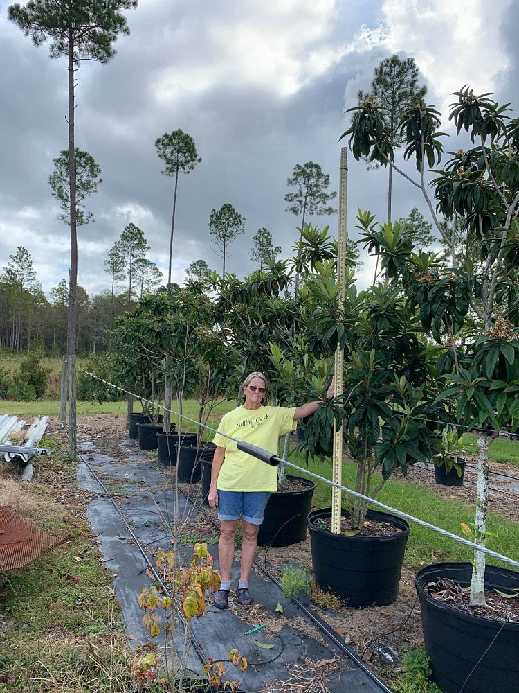 eriobotrya-loquat