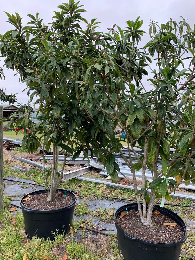 eriobotrya-loquat