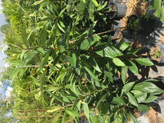 eriobotrya-loquat