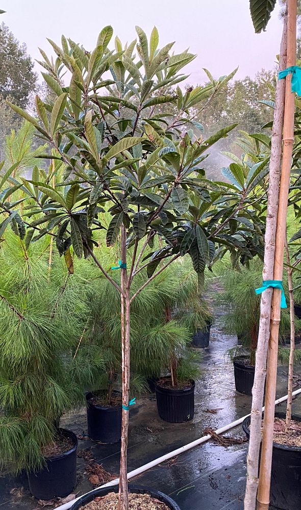 eriobotrya-loquat