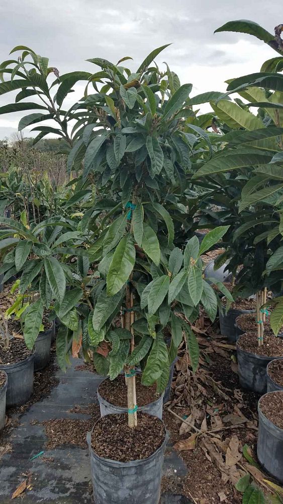 eriobotrya-loquat