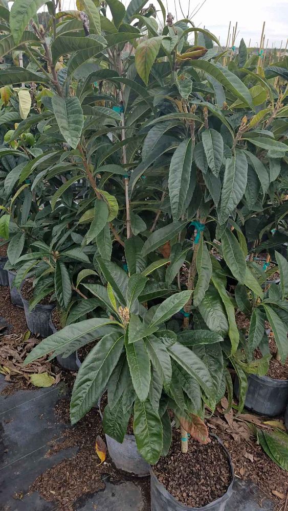eriobotrya-loquat
