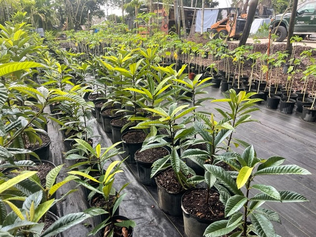 eriobotrya-loquat
