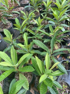 eriobotrya-loquat