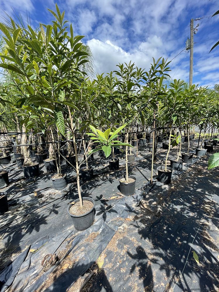 eriobotrya-loquat
