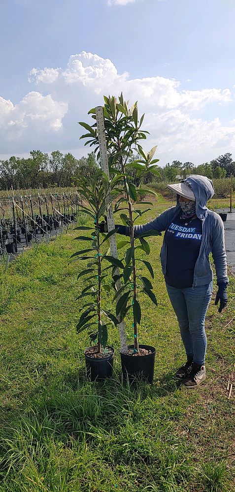 eriobotrya-loquat