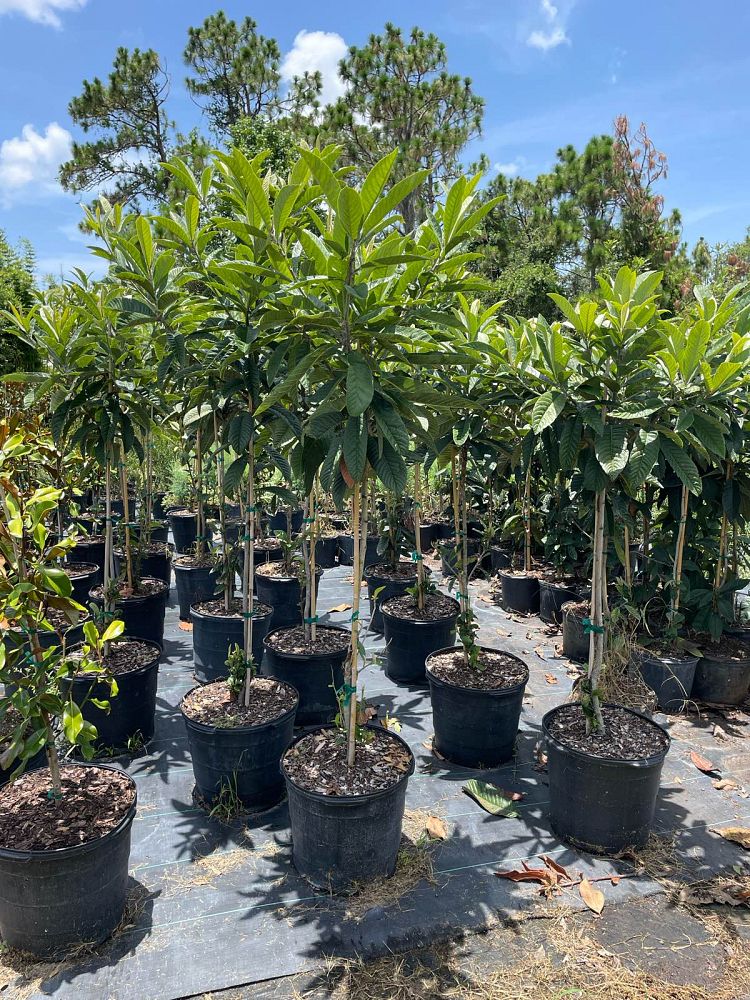 eriobotrya-loquat